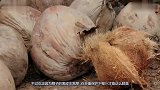 平常丢弃的椰子壳，在国外摇身一变成了罐子，变废为宝超实用