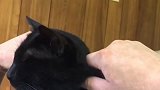 邻居老是捏黑猫的脸，但又不好意思说，怎么办啊