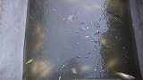 天气骤变鱼池结冰，大鱼成片憋死老三都哭了，破冰后竟出现意外