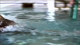 综合-15年-游泳名将水中优美身姿 曾获3枚奥运金牌-专题