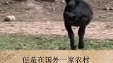 看了真叫人心疼