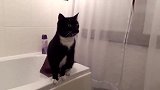 猫咪站起来对着照镜子看了看，最近是不是瘦了呀