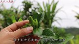 北方很难养好栀子花？满足3大“硬性”条件，寒冬腊月也不怕