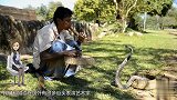 男子跟眼镜蛇玩亲亲 蛇的牙齿都没拔 嫌命长了？