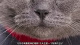 猫咪想要帮助被关在门内的小狗实现愿望，进宠物收容所表演