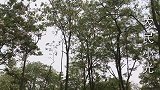 妈妈告知小光，舅舅不让爸爸去外地打工，小光听完心里有点失落