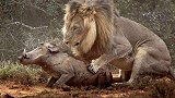 狮子埋伏野猪，野猪来到面前狮子却按兵不动，下一秒又发生了什么