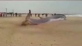 鲸鱼搁浅在海滩痛苦的挣扎，众人也无可奈何