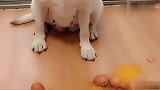 主人训练拉布拉多赛文头顶鸡蛋，狗狗无奈的配合着，太逗了