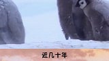 儿童科普 企鹅的生存智慧——搬家  学浪计划