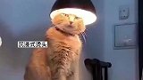 冬天太冷连猫也扛不住，往灯罩里钻酷似烫头