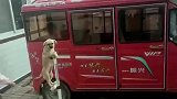 狗狗站立在平衡车上骑行，主人怕它摔倒还给垫了一个脚垫