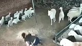 主人喂养却被羊顶翻