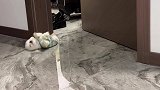 茶杯博美俊介狗子被主人抛弃啦