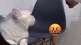 很多人都怀疑我家猫咪说话视频是配音，原视频完整版来啦
