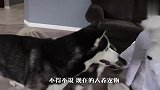 美洲狮不肯穿衣服，抱着主人撒娇，举动太萌了吧