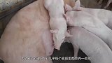 天上忽然传来一声响雷，几十头肥猪瞬间送了命，太惨了