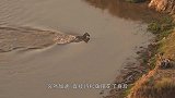 斑马穿越河流，却不知对岸埋伏了一群狮子，镜头记录全过程