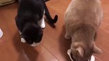 橘猫的猫粮被母猫盯上了，橘猫一脸无奈：铲屎的，你管不管