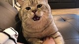 妹子就动了下猫咪的脚脚，猫咪就张嘴吓唬妹子，不好惹呀