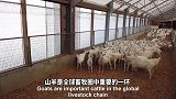 荷兰现代化山羊畜养农场，母羊产仔后机器取奶宰杀切成羊肉！