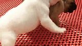 牛的耳朵就是香
