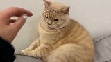 作为一只公猫，别把我打扮成母猫的模样行吗