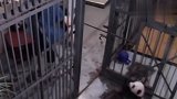 快来人啊，这里有两只熊猫越狱！镜头记录爆笑全程