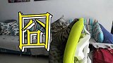 这只猫冲我笑的那一刻，我感觉它听懂我的话