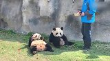 熊猫宝宝大概是明白自己国宝身份了，这叉腰可牛了！