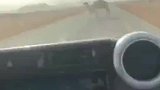 骆驼占道路不肯走怎么办