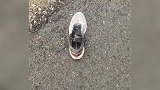 博主投喂“网红狼”，反被咬断刹车线：认错狼了，还剩一边刹车！