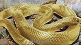 古墓挖出一条“金蛇”，专家大呼，消失了2000年的古国再现！