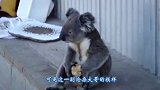 考拉打架输了之后，像个小孩一样坐在地上哇哇大哭，太逗了