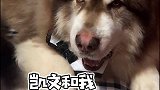 手里的狗爪爪突然不香了
