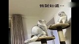 猫咪：这段视频火了，两只猫咪打架，这配音简直没谁了
