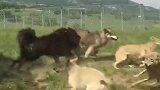 野狼挑衅藏獒，没想到下一刻藏獒的反击，让野狼后悔一辈子！
