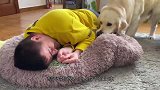 猫咪霸占狗狗的窝，狗狗想把自己的窝抢回来，下一秒别笑