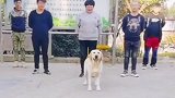 一只金毛天天在广场里做大叔大妈的领舞