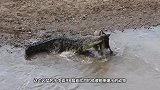 一条鳄鱼在晒太阳，不料下秒却飞来横祸，镜头拍下鳄鱼悲惨画面
