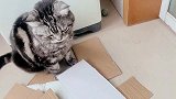 母猫发情随地乱尿，公猫表示有被熏到！