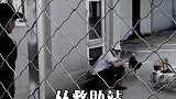 愿每一个流浪的动物都能有一个家