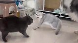 俩猫正在弄吵架，狗狗过来劝架差不多得了，都是一家人