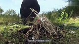 世界上智商最高的猩猩，不仅会做饭还会做甜点，网友这火柴用得溜