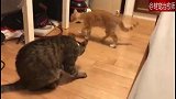 两只猫咪打架，猝不及防来了个过肩摔，好厉害！