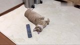 猫咪四仰八叉的躺在地上，看着主人好像在说快来撸我吧