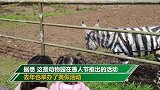 江苏一动物园的“斑马”走红网络 真相令人大跌眼镜