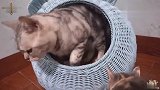 大猫趁猫妈妈不在，偷偷溜进猫窝和小奶猫玩耍！