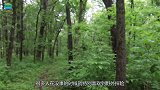 美女野外捡到一窝狗崽，带回家后发现不对劲，医生检查完汗毛直立