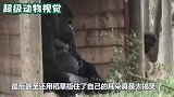 小猩猩不断在猩爸面前捣乱，做出各种搞怪举动，猩爸被气疯了